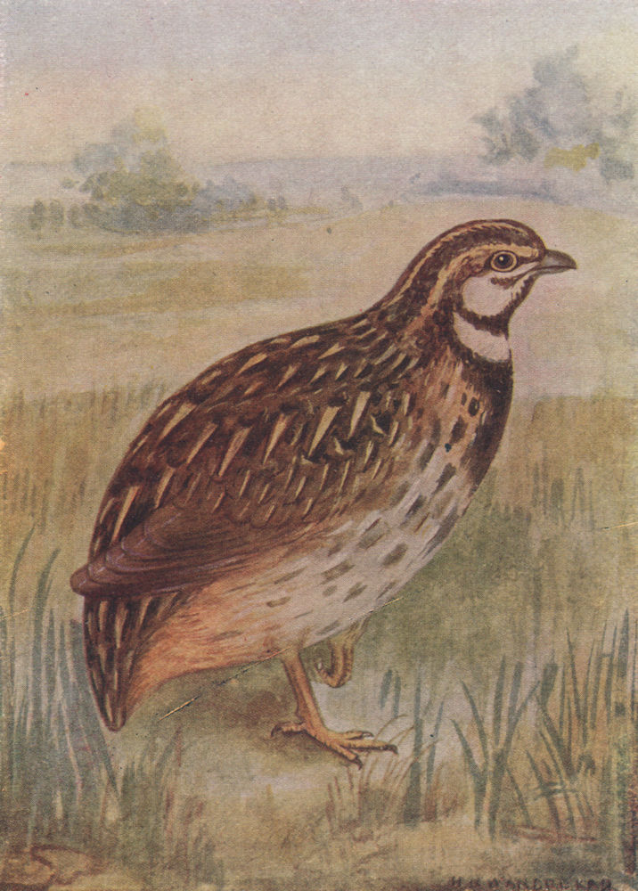 INDIAN BIRDS. The Black-breasted or Rain-quail 1943 old vintage print picture