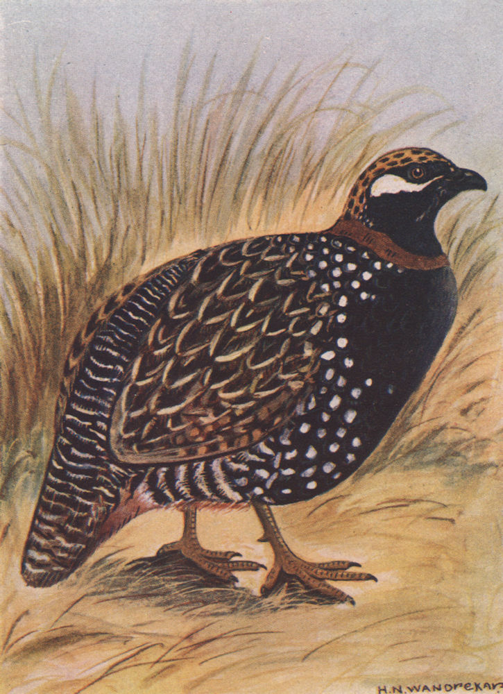 INDIAN BIRDS. The Black Partridge 1943 old vintage print picture