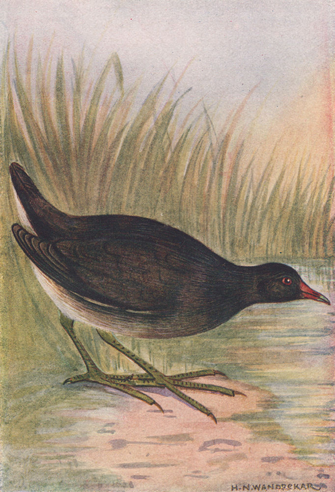 INDIAN BIRDS. The Indian Moorhen 1943 old vintage print picture