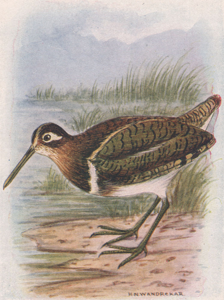 INDIAN BIRDS. The Painted Snipe 1943 old vintage print picture