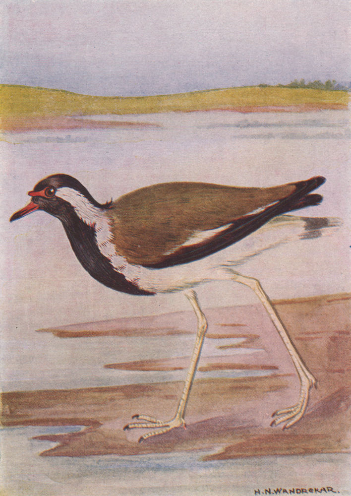 Associate Product INDIAN BIRDS. The Red-wattled Lapwing 1943 old vintage print picture
