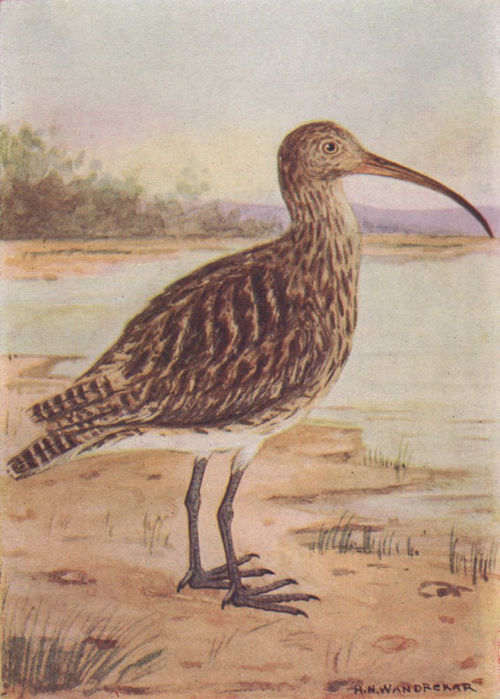 INDIAN BIRDS. The Curlew 1943 old vintage print picture