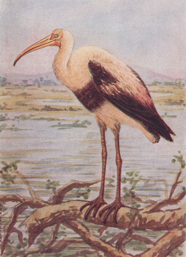 INDIAN BIRDS. The Painted Stork 1943 old vintage print picture