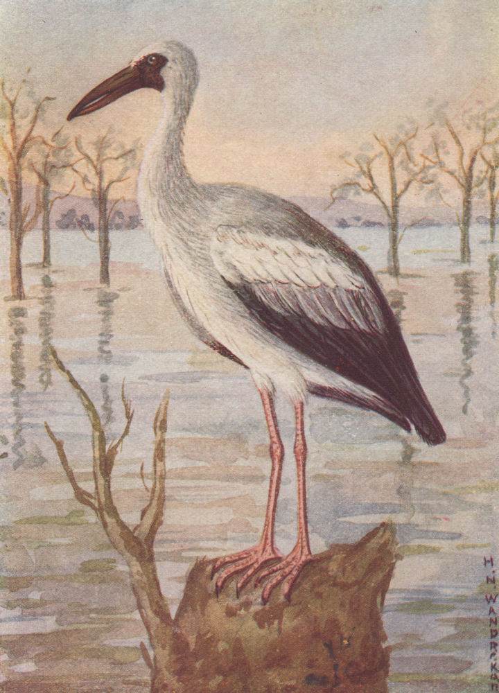 INDIAN BIRDS. The Open-billed Stork 1943 old vintage print picture