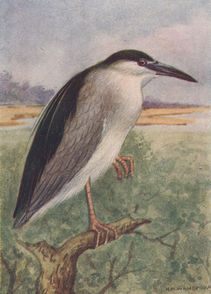 INDIAN BIRDS. The Night Heron 1943 old vintage print picture