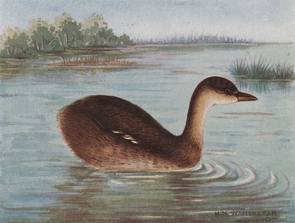 Associate Product INDIAN BIRDS. The Little Grebe or Dabchick 1943 old vintage print picture