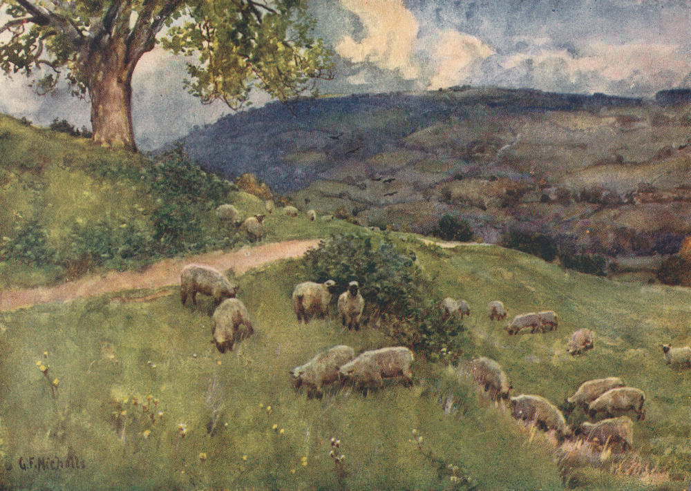 COTSWOLDS. A Cotswold sheep pasture. By GF Nicholls 1908 antique print