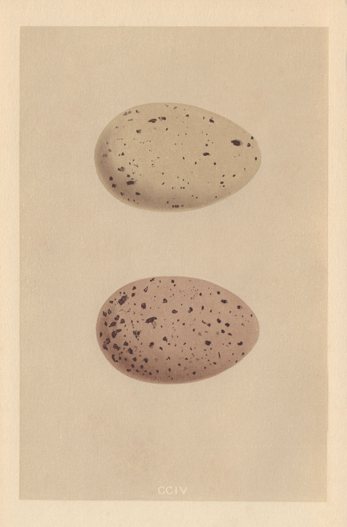 BRITISH BIRD EGGS. Black-throated Diver. Red-throated Diver. MORRIS 1866 print