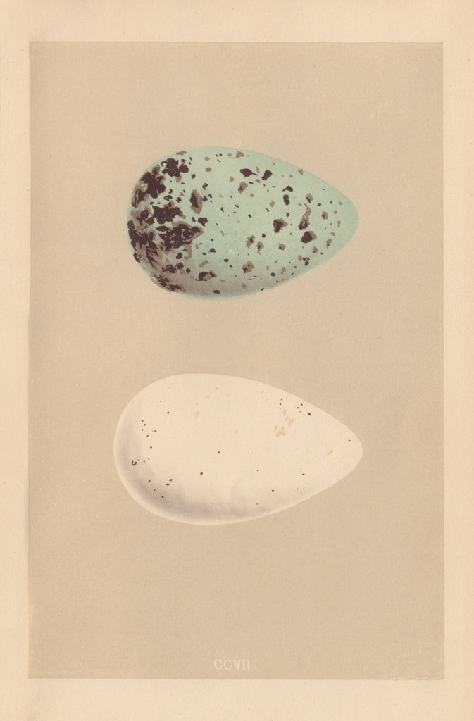 BRITISH BIRD EGGS. Brunnich's Guillemot. Ringed Guillemot. MORRIS 1866 print