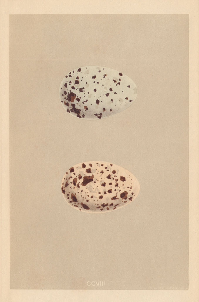 BRITISH BIRD EGGS. Black Guillemot. MORRIS 1866 old antique print picture