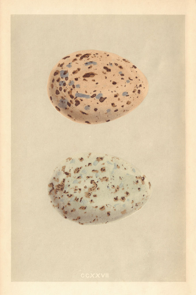 BRITISH BIRD EGGS. Great BlaCk-backed Gull. Glaucous Gull. MORRIS 1866 print