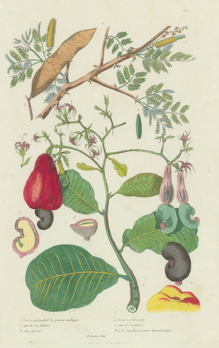 PLANTS. Acacie (Acacia). Gum Arabic. Noix d'Acajou (Cashew nuts) 1833 print