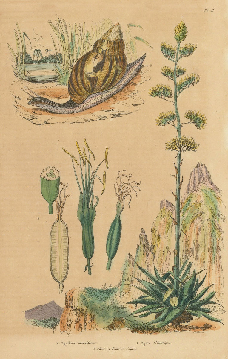 Agathine Mauritienne. Snail. American Agave; Flowers & fruit 1833 old print