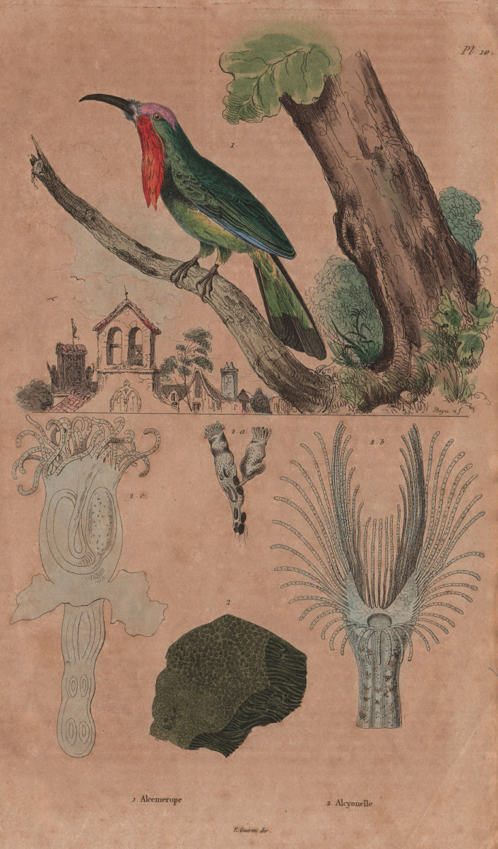 Alcemerope (Red-bearded Bee-eater). Alcyonella 1833 old antique print picture