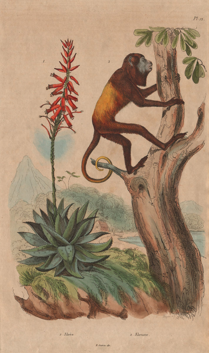 PRIMATES/PLANTS. Aloés (Aloe). Alouate (Howler Monkey) 1833 old antique print