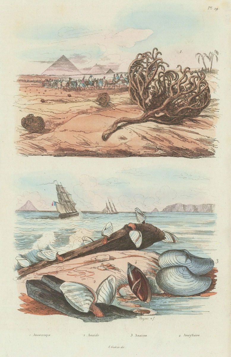 Rose Jericho tumbleweed. Goose barnacles. Anatina clam. Olive snail 1833 print