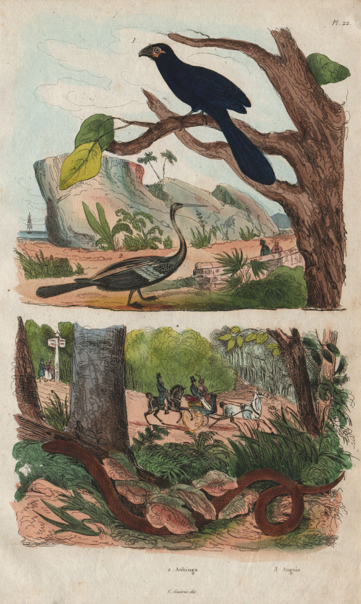 ANIMALS. Anhinga (Snakebird). Anguis (Slow worm) 1833 old antique print