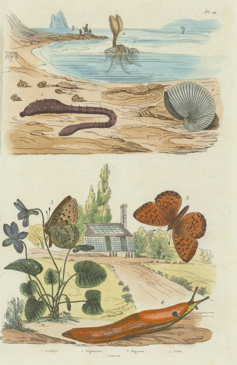 Lugworm.Argonaut (paper nautilus).Fritillary butterfly.Arion roundback slug 1833