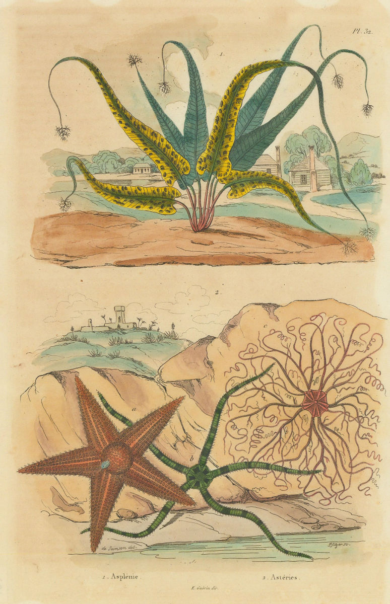 Asplenium ferns. Asterias (Sea stars) 1833 old antique vintage print picture