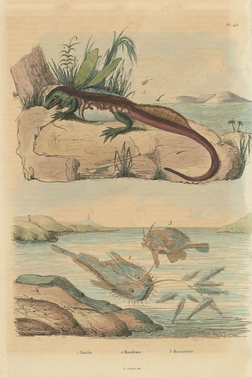 Plumed basilisk. Baudroie (Monkfish). Batrachoides (Pacuma toadfish) 1833