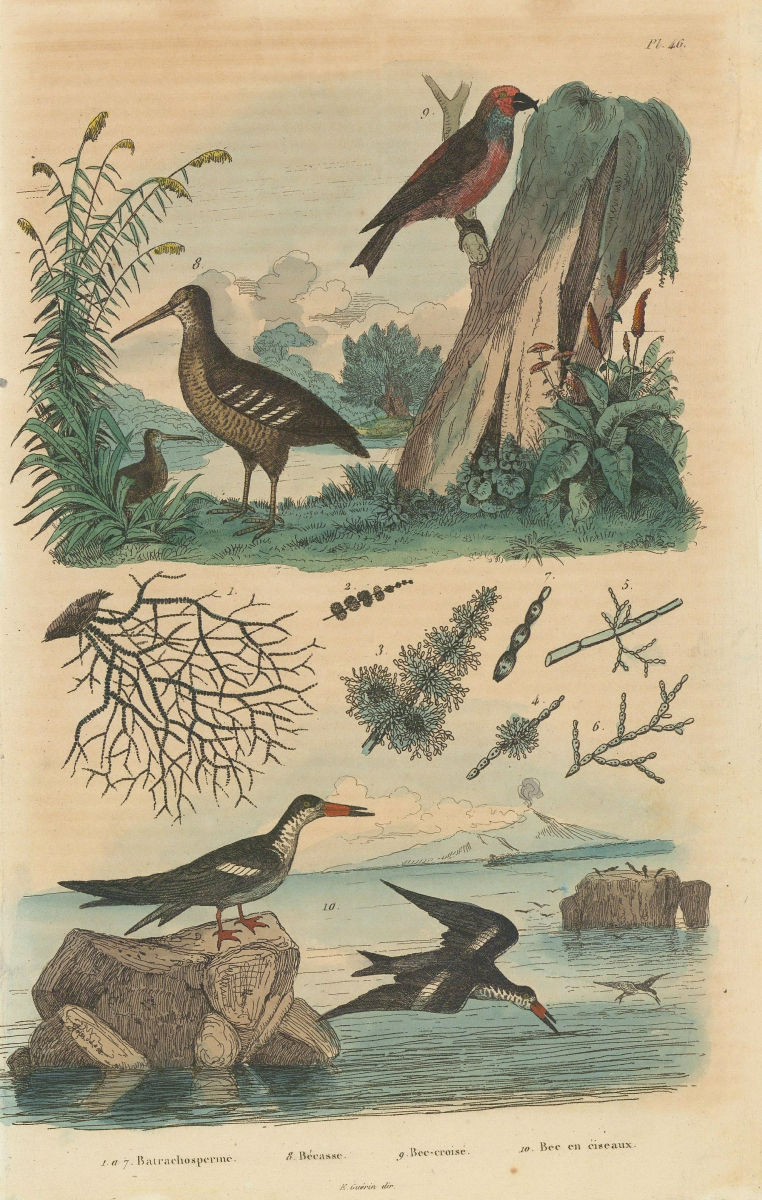 Batrachospermum algae. Woodcock. Red Crossbill. Black skimmer 1833 old print