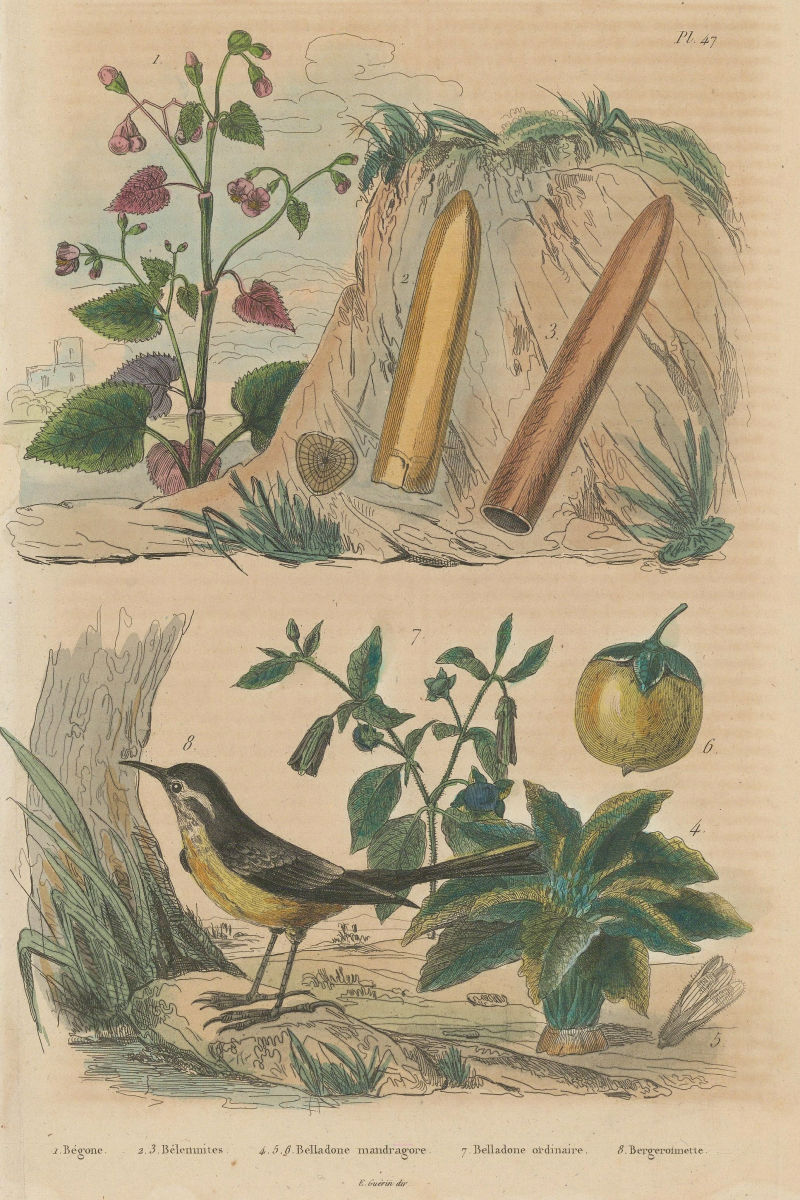 Bégone (Begone). Belemnitida. Belladonna. Bergeronnette (Wagtail) 1833 print