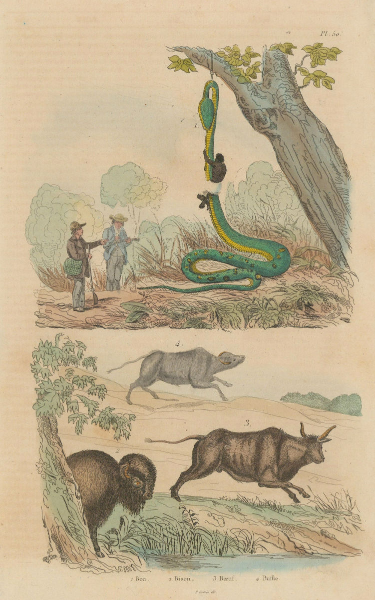 Associate Product ANIMALS. Capturing a Boa Constrictor. Bison. Boeuf (Ox). Buffle (Buffalo) 1833