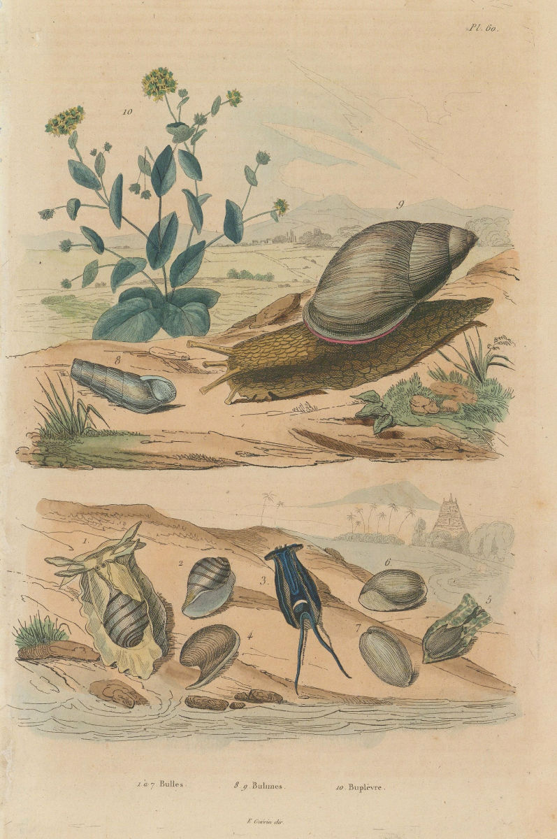 Bulle molluscs. Rumina decollata (decollate snail). Bupleurum 1833 old print