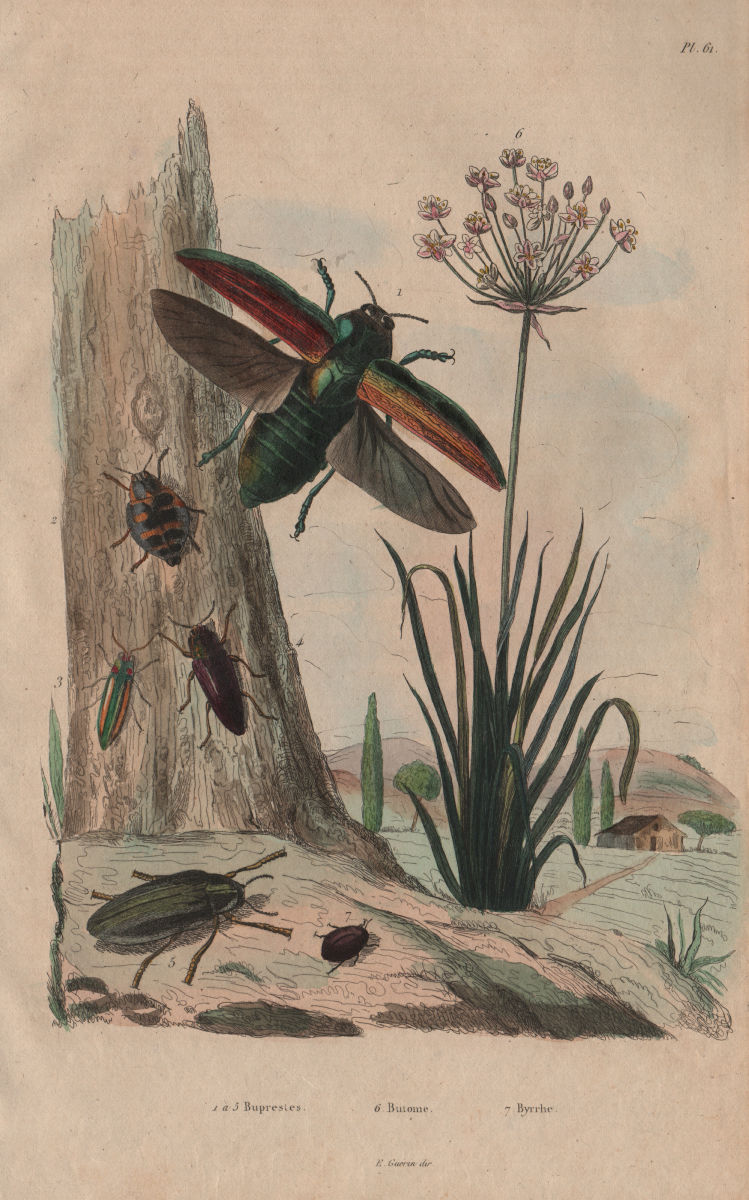 Buprestidae (Jewel beetles). Butomus (Grass rush). Byrrhidae (Pill Beetle) 1833