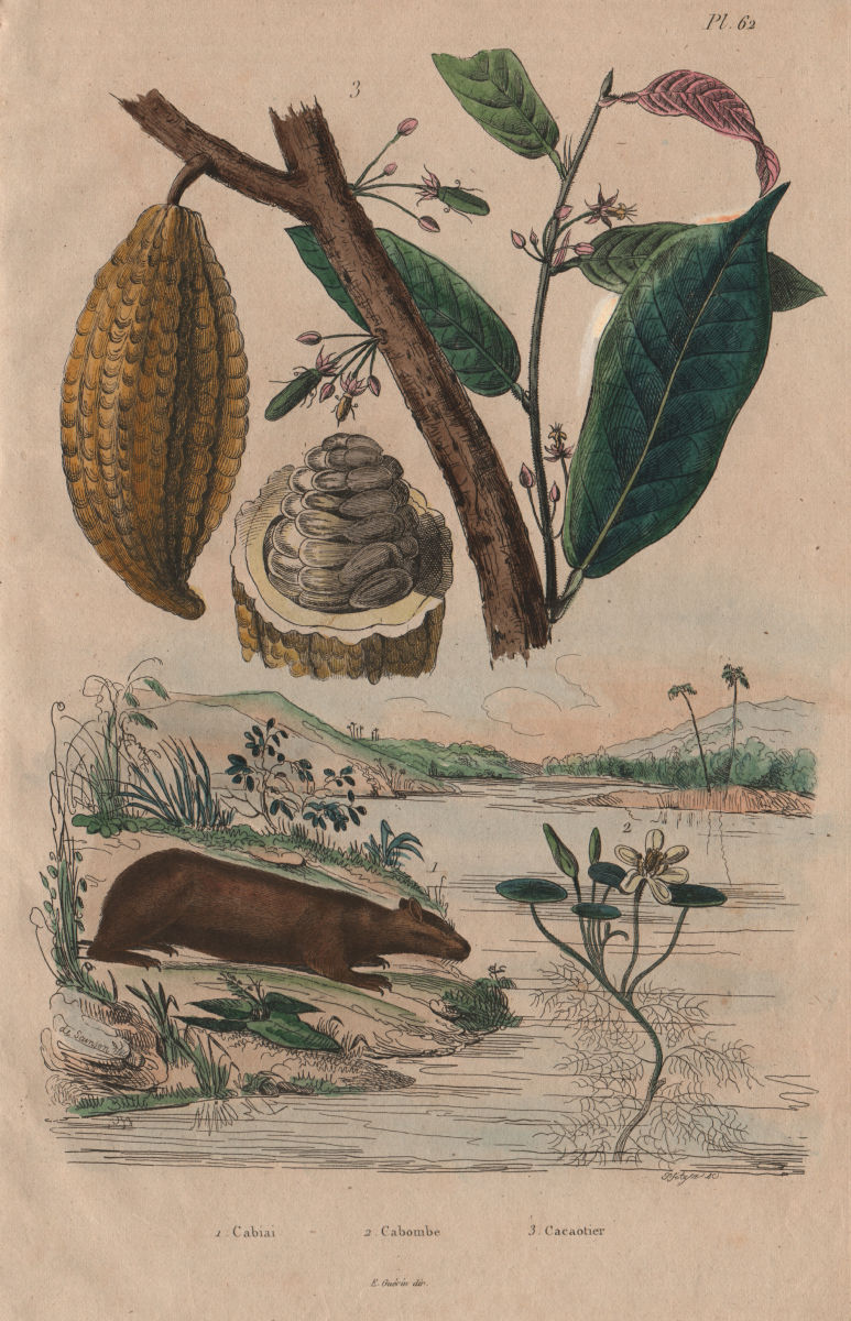 PLANTS. Cabiai (Capybara). Cabombe (Cambomba). Cacaotier (Cacao tree) 1833