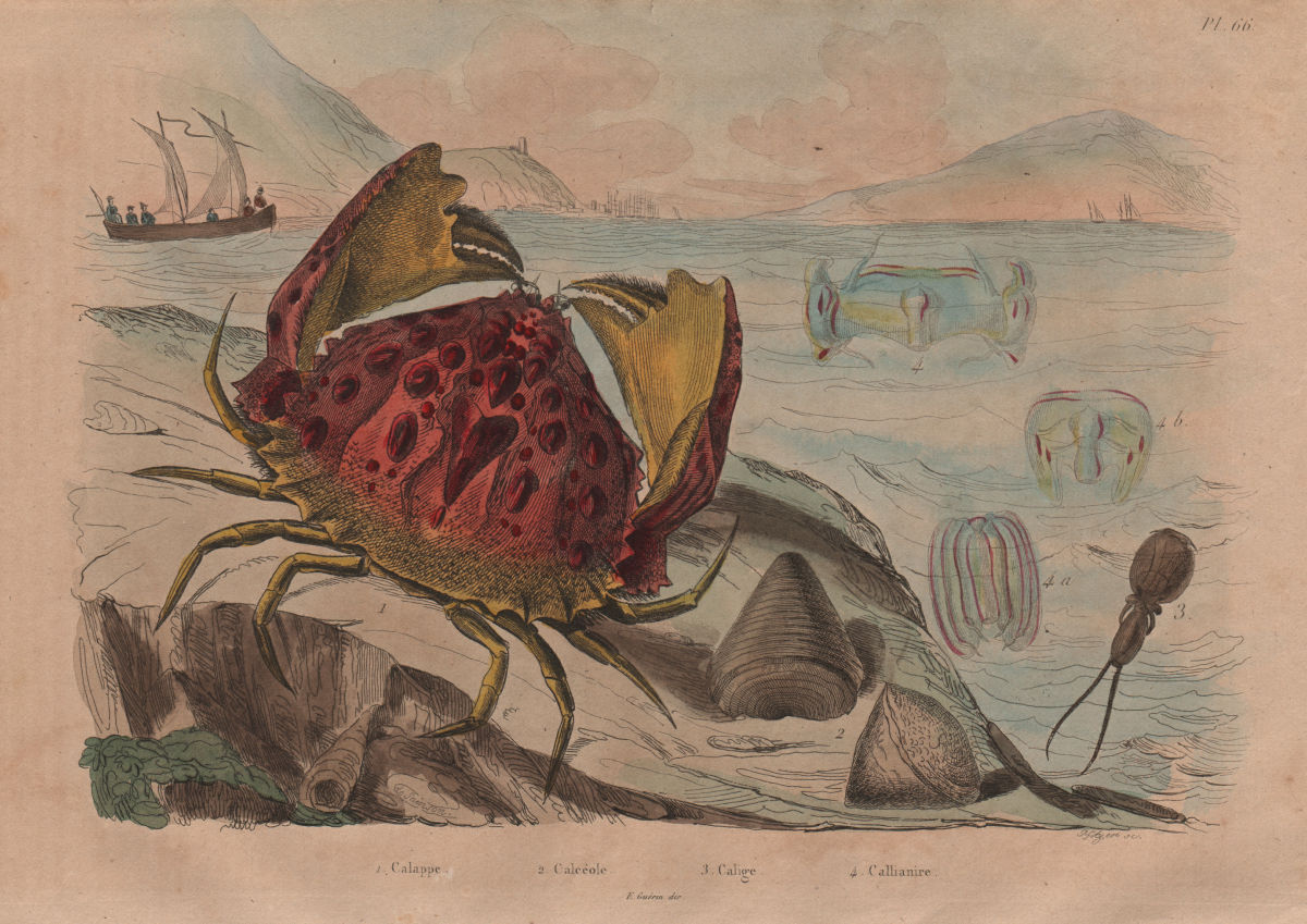 Calappa (box/shame-faced crab). Calceola coral. Calige. Callianira jellies 1833