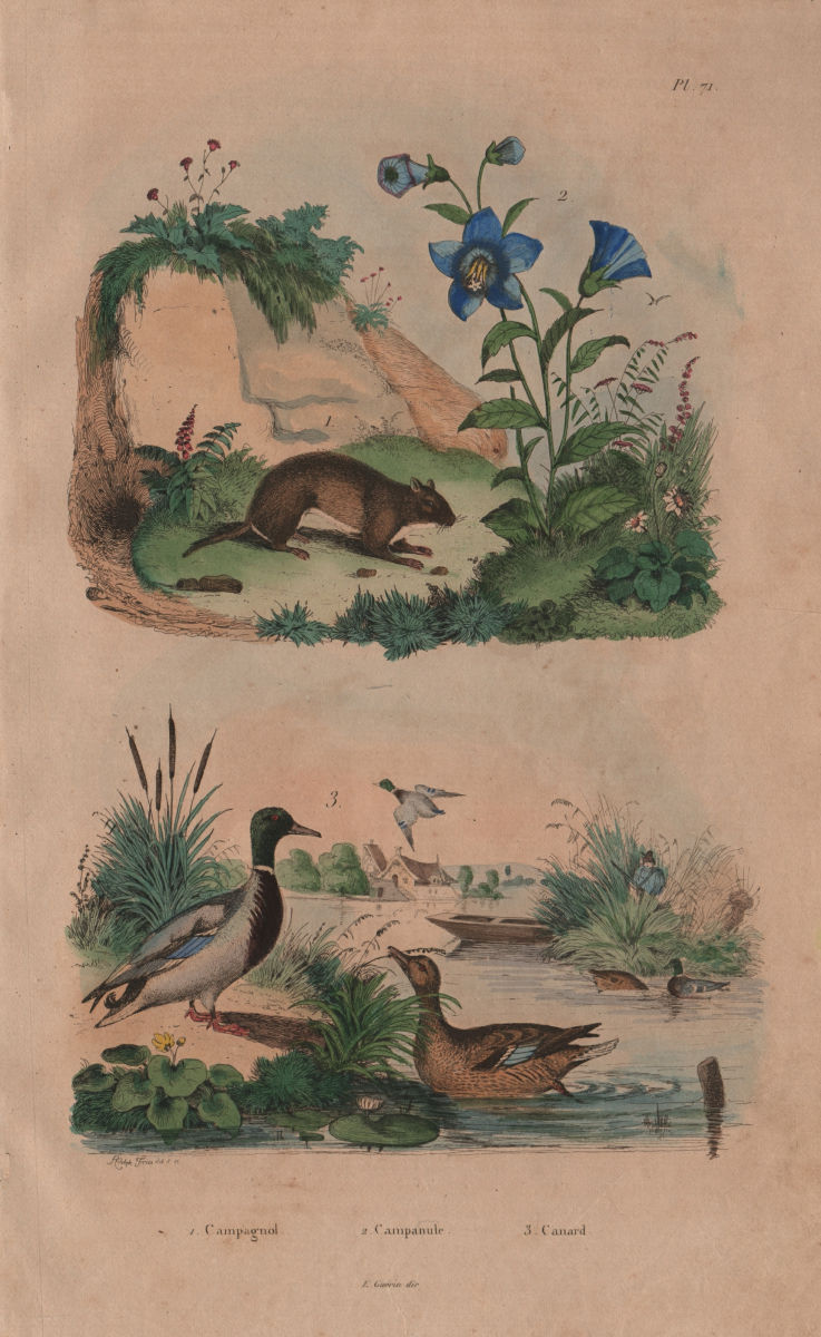 RODENTS. Campagnol (Vole). Campanule (Bellflower). Canard (Duck) 1833 print