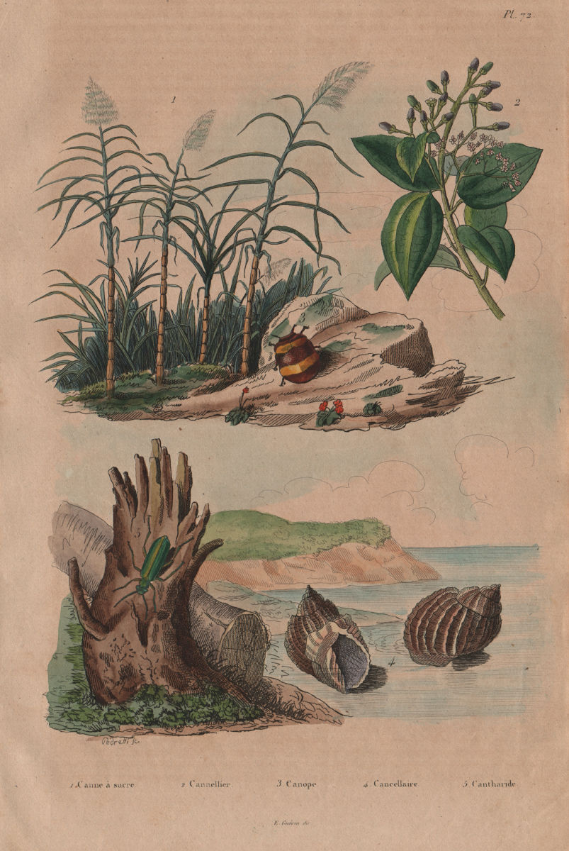 Sugar cane. Cinnamon tree. Canopus. Bivetiella cancellata. Spanish Fly 1833