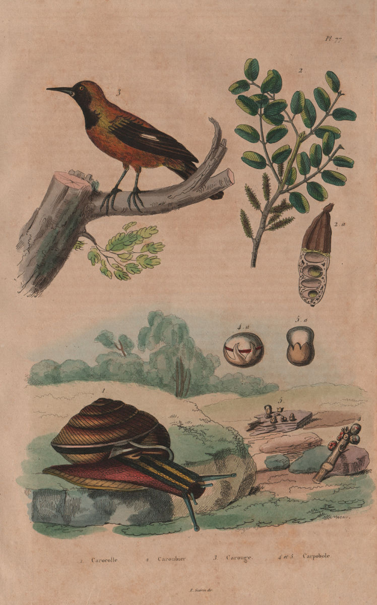 Carocolla snail.Carob tree.Tanager.Lycoperdon carpobolus/Puffball mushrooms 1833