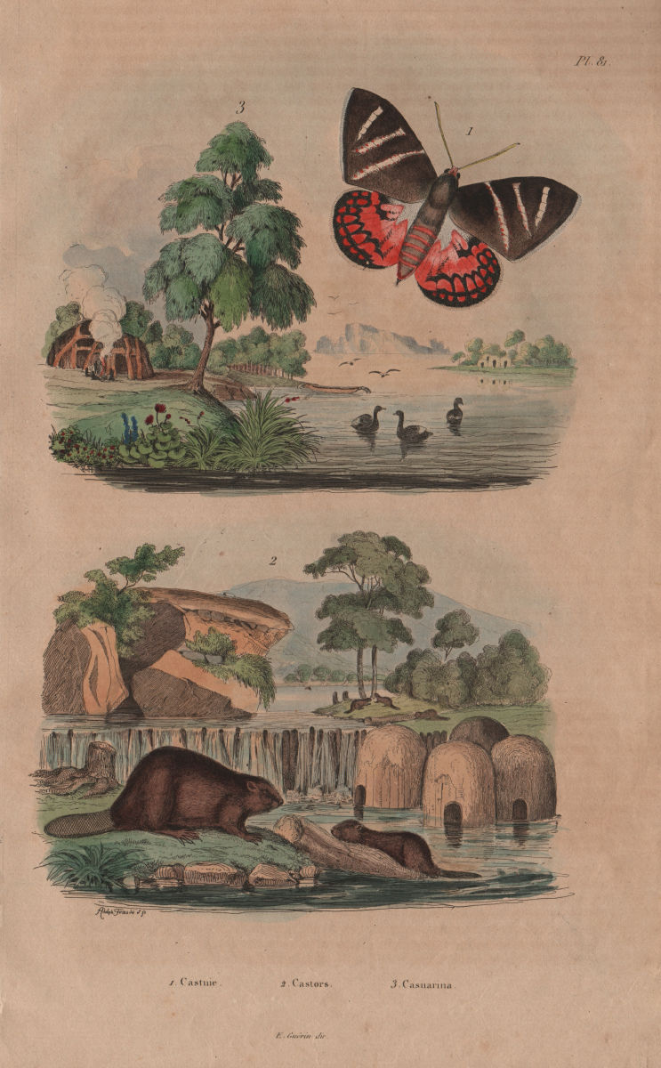 Castniid moth. Castors (Beavers). Casuarina trees 1833 old antique print