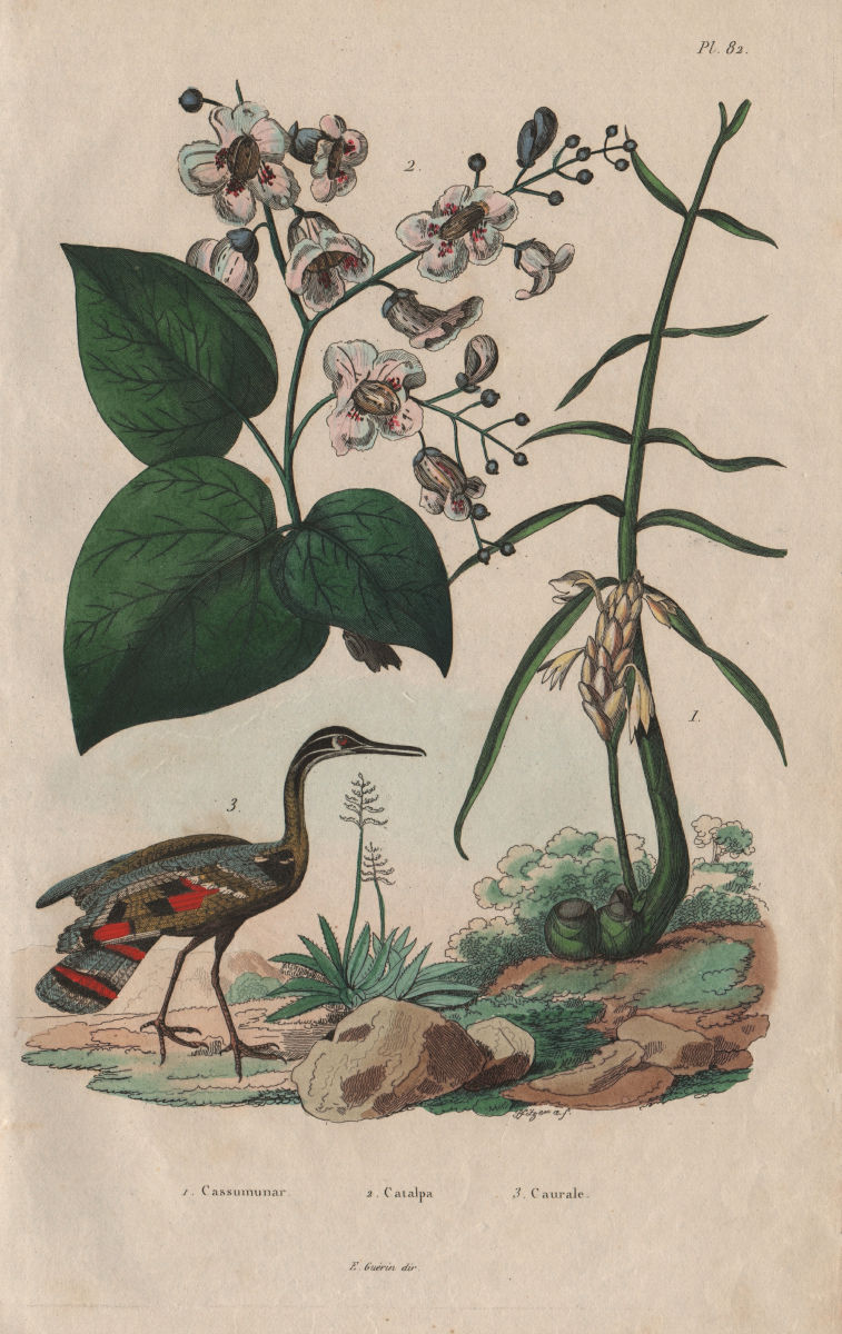 Cassumunar ginger. Catalpa plant. Caurale (Sunbittern) 1833 old antique print