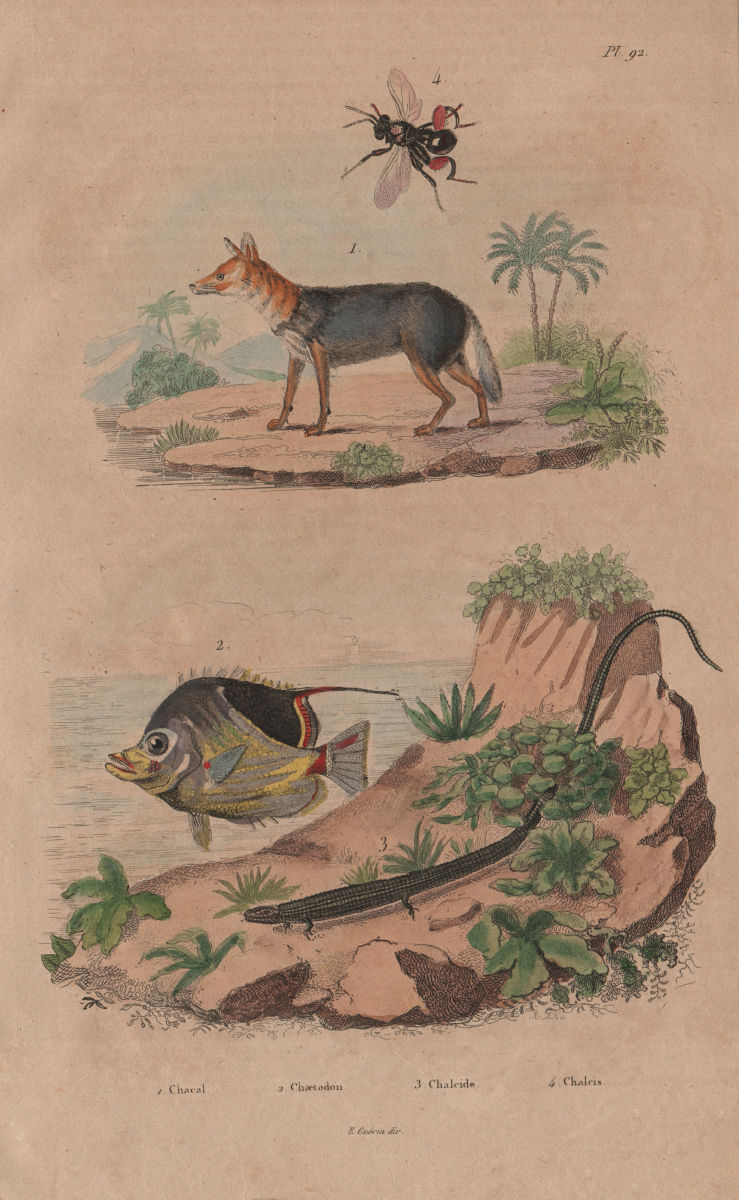 Chacal (Jackal). Chaetodon (butterflyfish). Chalcide (Skink). Chalcis 1833