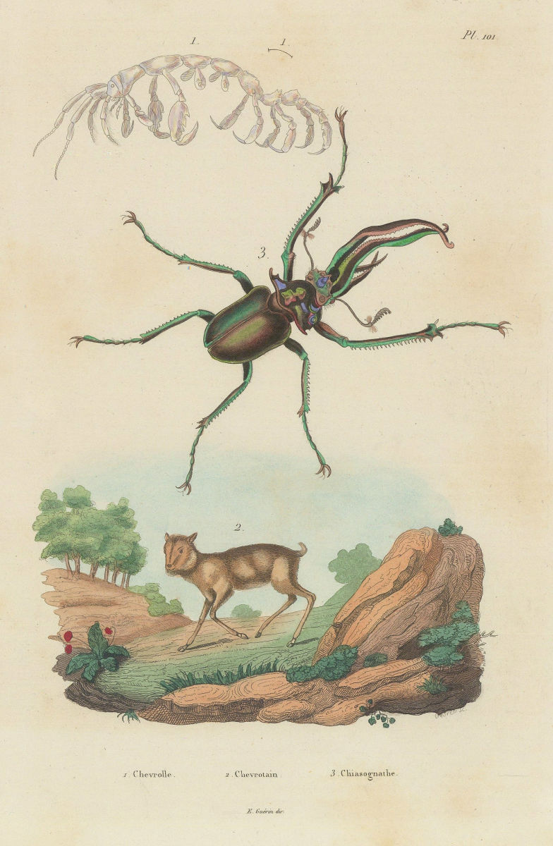 Capralla phasma (skeleton shrimp). Mouse Deer. Chiasognathus (stag beetle) 1833