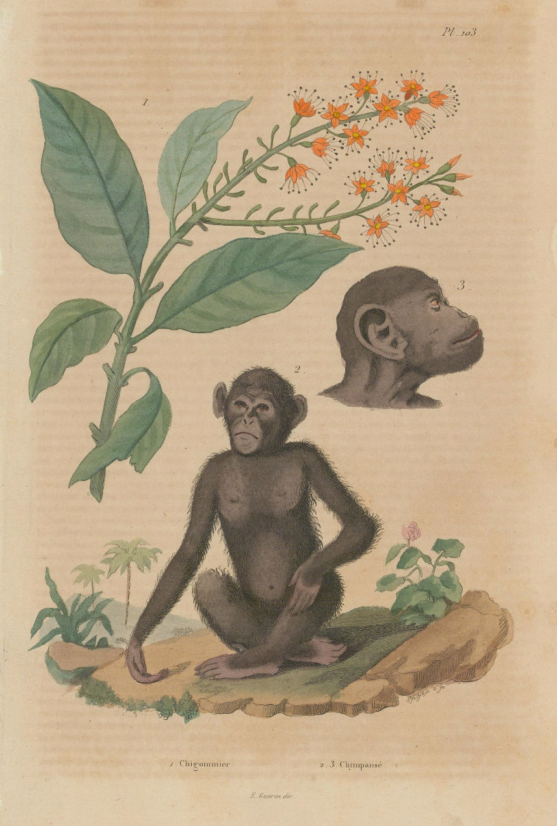 Chigommier (Combretum Glutinosum). Chimpansé (Chimpanzee) 1833 old print