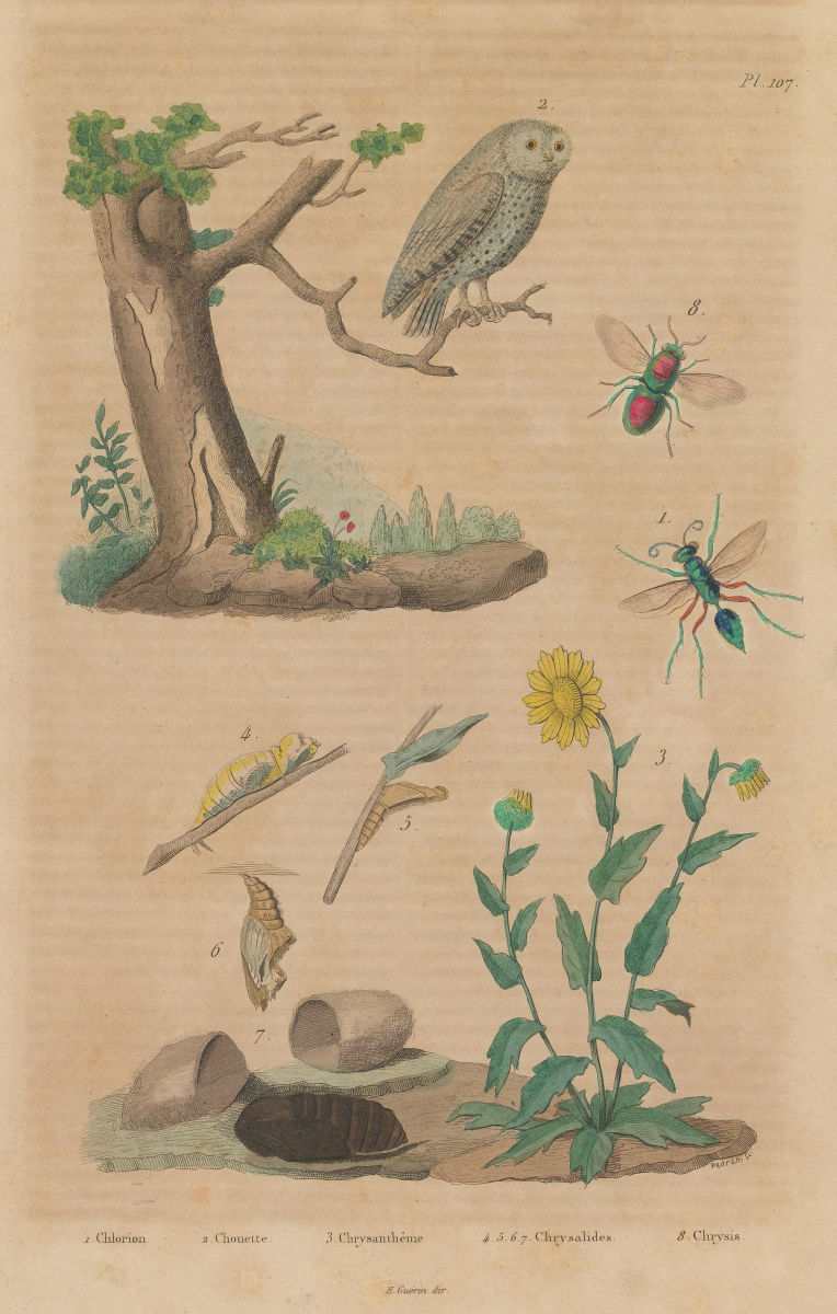 Chlorion aerarium/Sphecid wasp.Owl.Chrysanthemum.Pupae.Chrysis/cuckoo wasp 1833