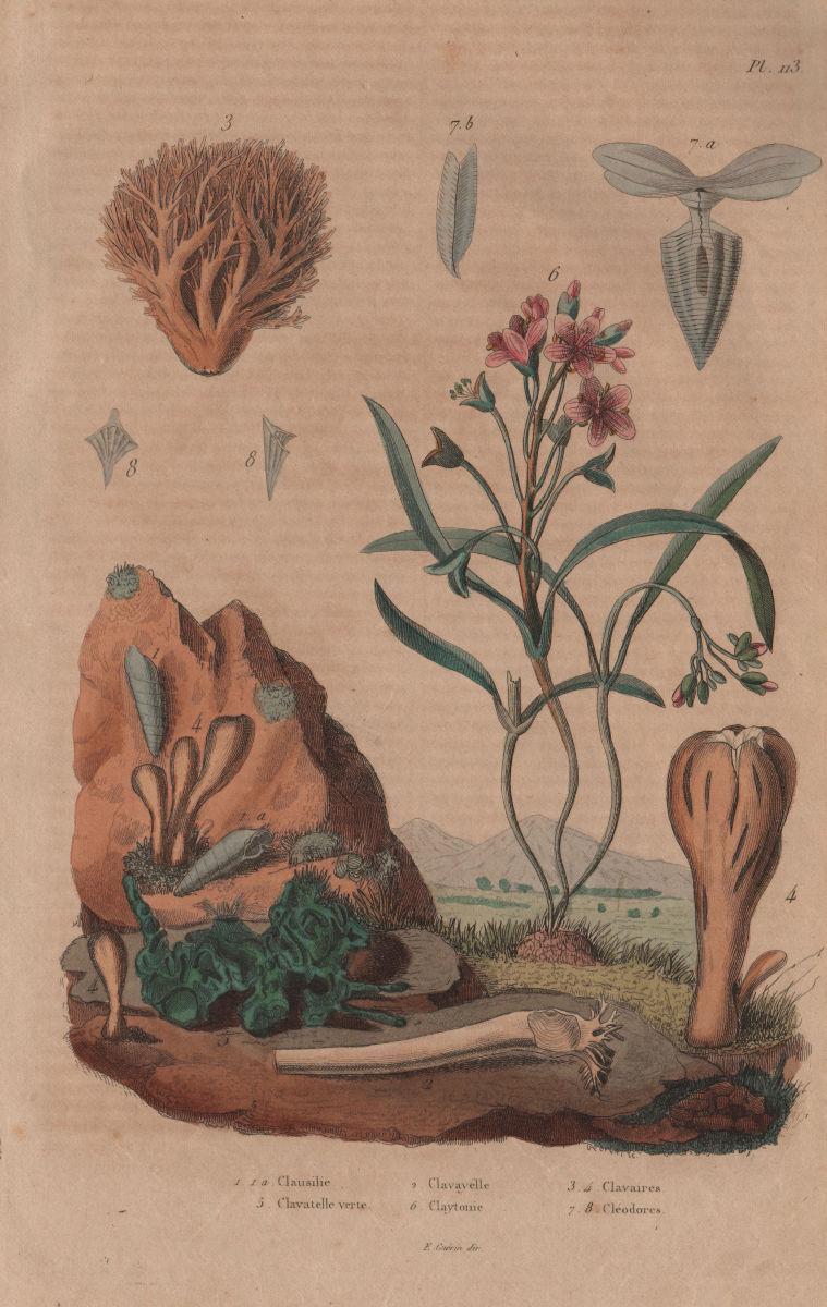 Clavariadelphus fungi. Strict-branch coral. Claytonia (Spring Beauty) 1833