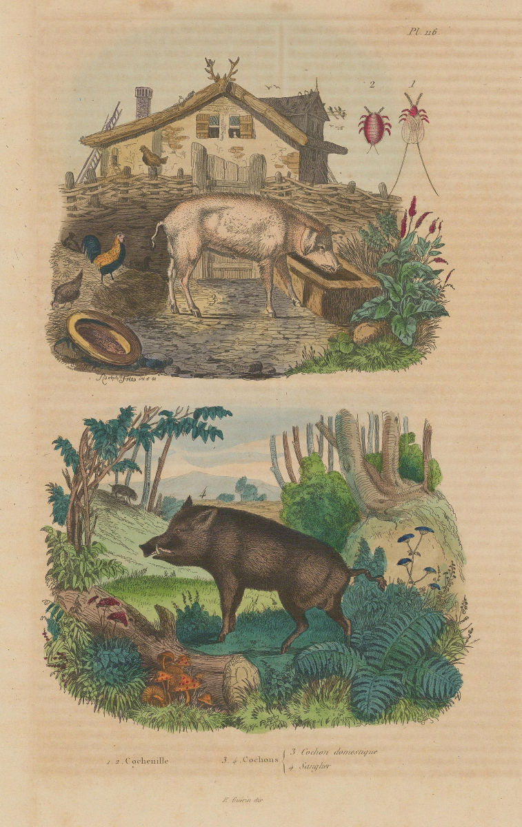 SWINE. Domestic pig. Wild boar. Cochineal (Scale insects) 1833 old print