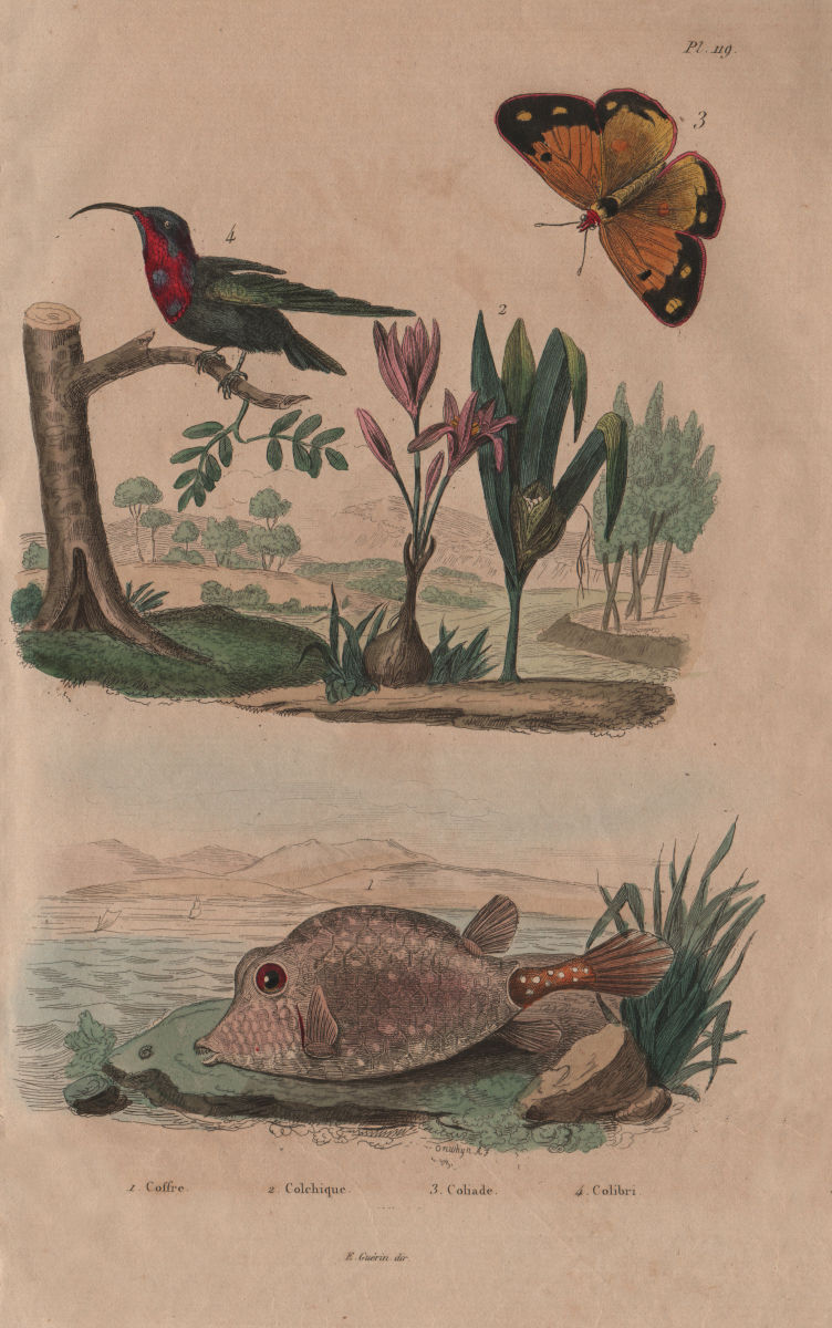 Boxfish. Colchicum. Clouded sulphur butterfly.Amethyst-throated Mountaingem 1833