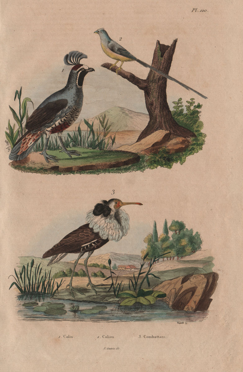 BIRDS. California Quail. Coliou (Mousebird). Combattant. Ruff 1833 old print