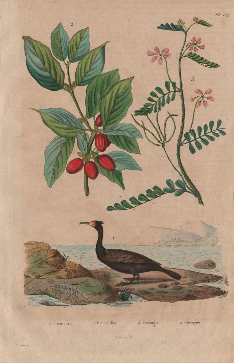 Cormorant.Dogwood. Coronilla valentina (scorpion vetch) Corophium volutator 1833