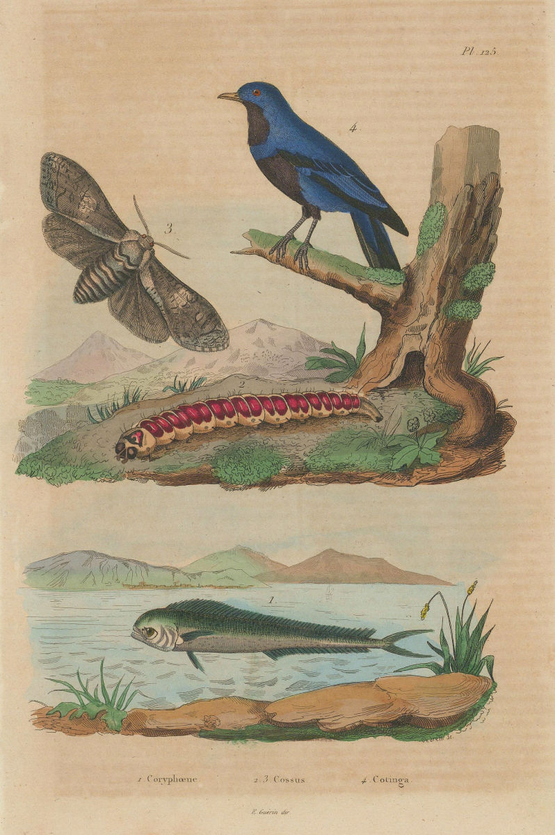 ANIMALS. Coryphaena Dolphinfish). Cossus (Goat moth). Blue Cotinga 1833 print