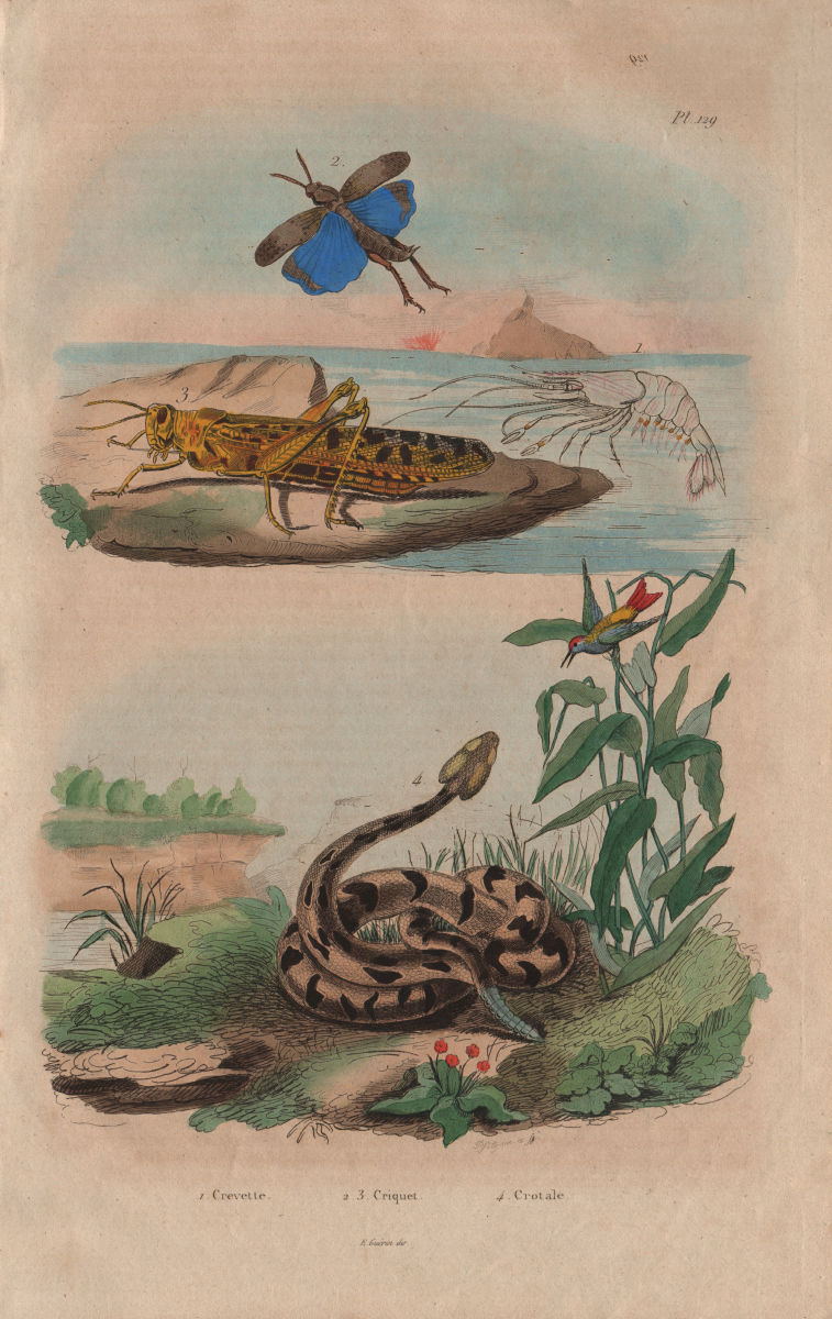 ANIMALS. Crevette (Shrimp). Criquet (Locust). Crotale (Rattlesnake) 1833 print