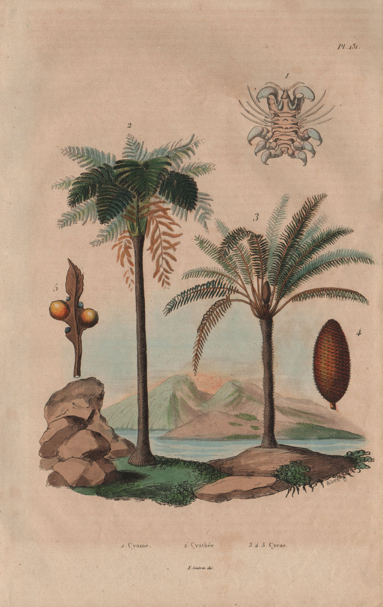 TREES. Cyamus (Whale louse). Cyathea (Tree Fern). Cycas (Sago Palm) 1833 print