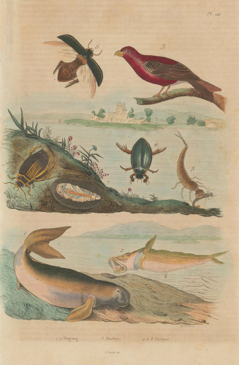 Dugong. Durbec - Pine Grosbeak. Dytiscidae (Diving Beetles) 1833 old print