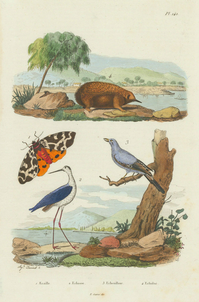 Garden tiger moth/Arctia caja. Stilt. Cuckooshrike. Echidna/spiny anteater 1833